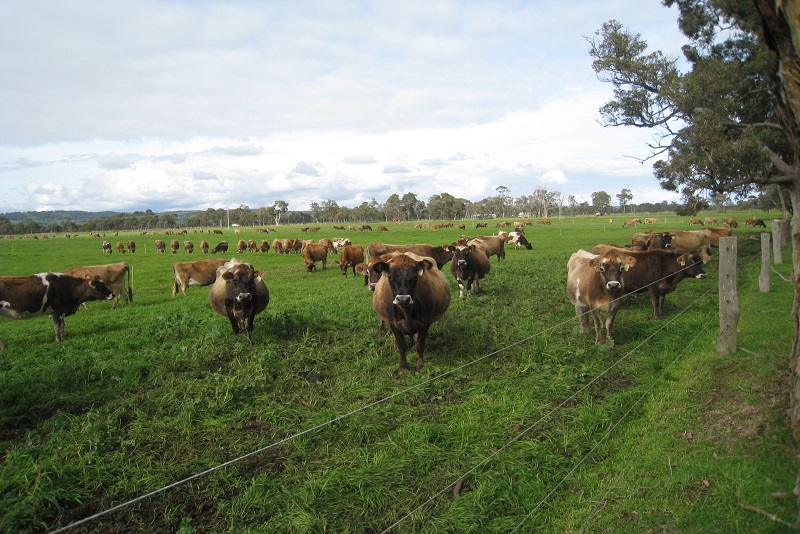 farmers-encouraged-to-apply-for-roadside-grazing-permits-corangamite